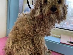 -小叮当动物医院·骨科·眼科