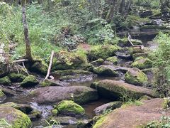 -汤旺河林海奇石景区