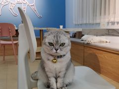 -喵宠乐园·撸猫互动·猫舍