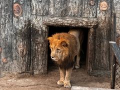 -大连森林动物园