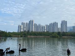 -五缘湾湿地公园