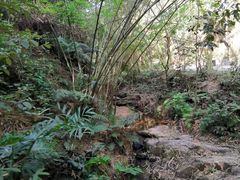 -滴水岩森林公园