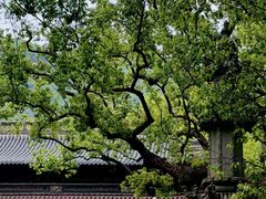 -普陀山风景名胜区-法雨禅寺