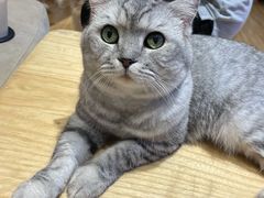 -啵啵喵·猫咖(攀华国际店)