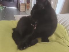 -宠福鑫康馨动物医院·骨科·眼科