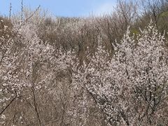 -北京凤凰岭