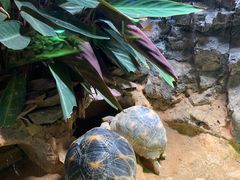 -广州长隆飞鸟乐园