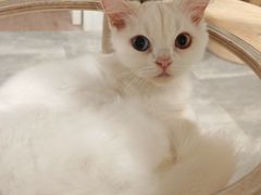 -楼上猫咖(罗湖店)