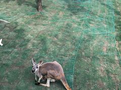 -西霞口神雕山野生动物世界