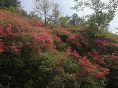 -木兰云雾山