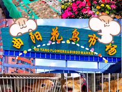 -曲阳花鸟市场(曲阳路店)