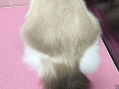 -猪呜宠物生活馆·西高地梗犬拔毛店