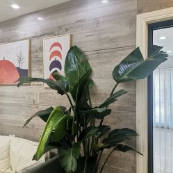 点击看大图 -凡碧诗毛孔清洁收细