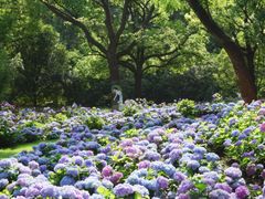 -上海共青森林公园