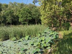 -同里国家湿地公园