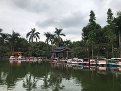 -金花茶公园