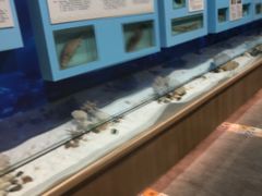 -海中洲渔社