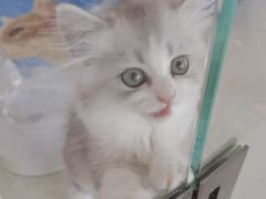 -糯米喵星人总部直营旗舰店·猫舍·幼猫出售