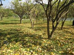 -福建鲤鱼洲酒店