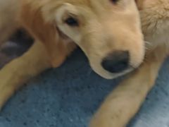 -顺强宠物诊所·狂犬免疫·夜诊·骨科(嘉定店)
