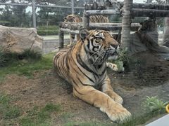 -西霞口神雕山野生动物世界