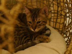 -猫腻·猫咖·撸猫馆(星光大道店)