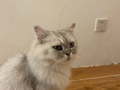 -猫友咖啡店(玉林西路店)