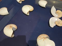 -青岛贝壳博物馆