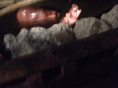 iphone_upload_pic-清迈夜间动物园
