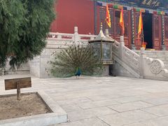 -大槐树寻根祭祖园