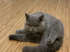 -猫大福·Fortune Cat猫舍(百子湾店)