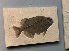 -湖南省地质博物馆