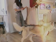 -Husky Go! 哈士奇体验馆·宠物咖啡厅狗咖