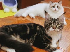 -猫大福·Fortune Cat猫舍(百子湾店)
