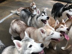 -TrueLove @ Neverland (Husky Cafe)
