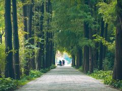 -上海滨江森林公园