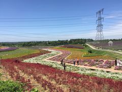 -紫颐香薰山谷景区