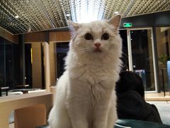 -瞄一喵猫咖(格力海岸店)