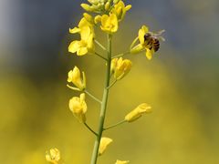 -光明小镇欢乐田园