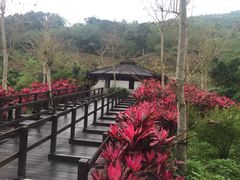 -瑞穗牧场