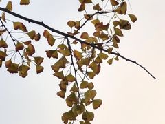 -重庆中央公园(渝北区)