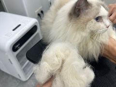 -爱洗澡的猫(天河路店)