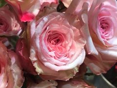 -植物学家的女儿(北马道巷店)