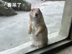 -合肥野生动物园