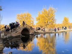 -金塔沙漠胡杨林景区
