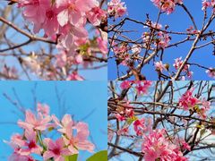 -金成潮菜博物馆(海珠湿地店)