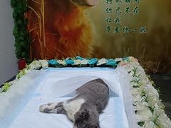 -严国平动物医院(德政总院)