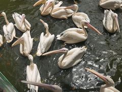 -广州长隆飞鸟乐园