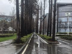 -武汉大学-樱园