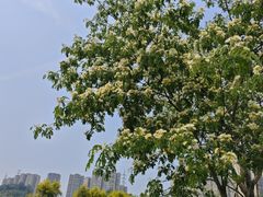 -张坝桂圆林公园